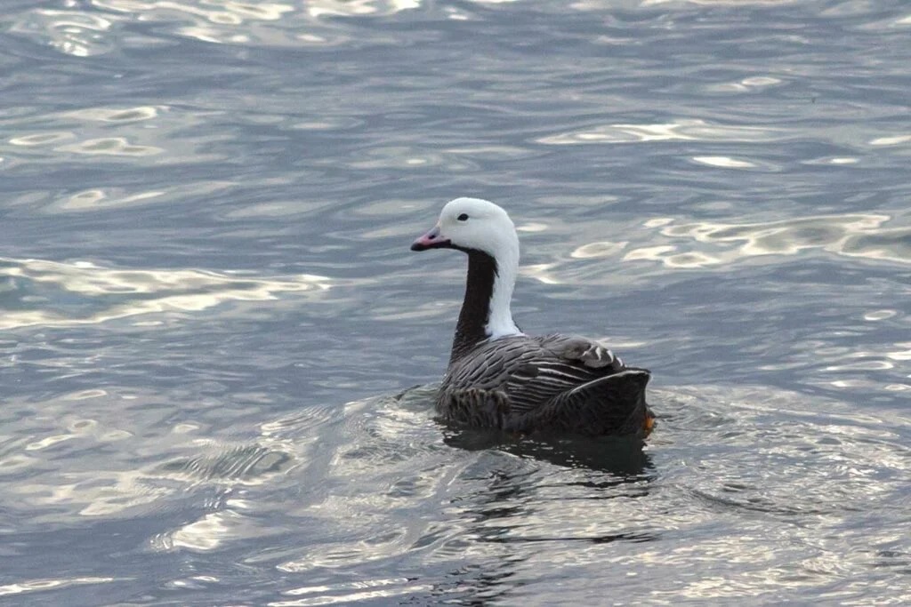 Emperor geese are commonly found in the the Izembek Lagoon of Alaska.