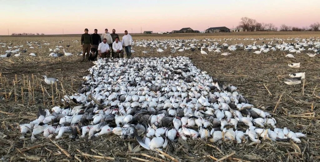 To help control population, snow goose hunting usually has relaxed bag limits and no restrictions on shotgun capacity.
