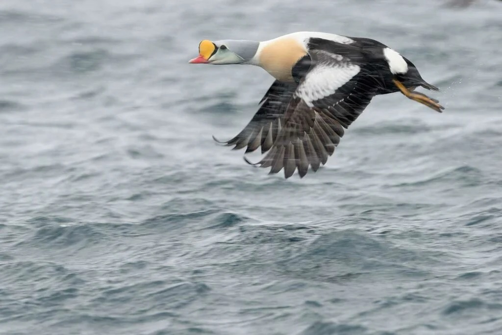 A king eider flying over the ocean. CREDIT:
