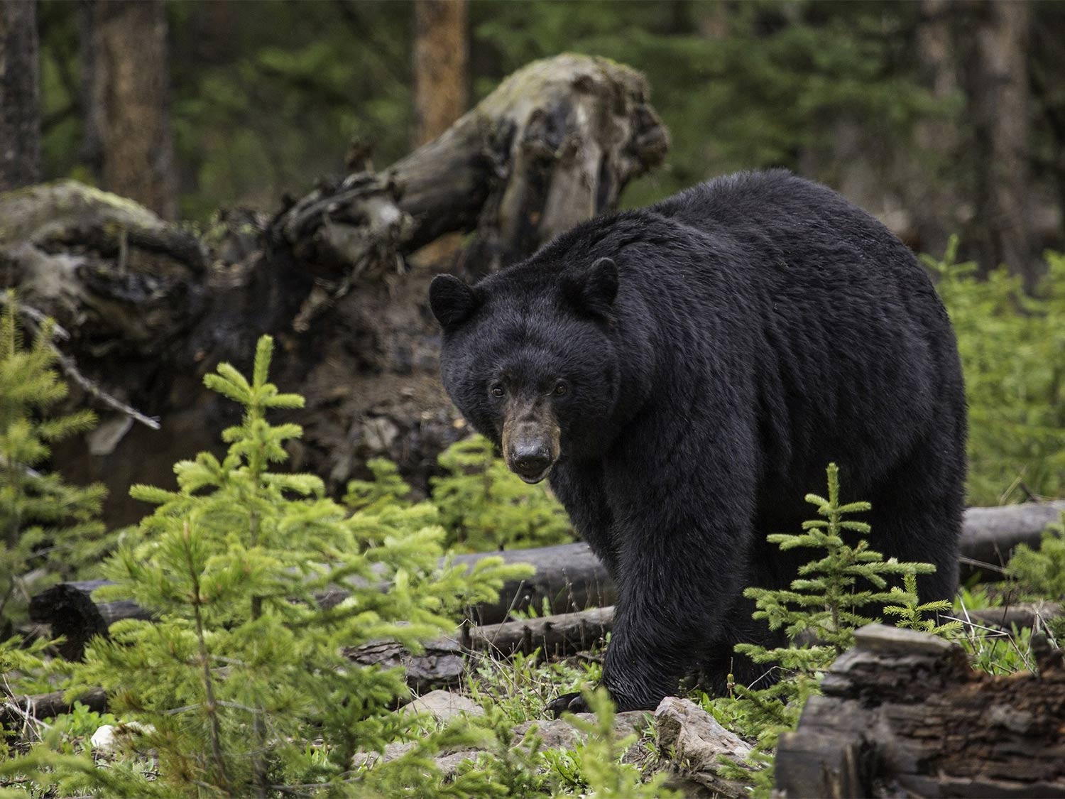Black bears are capable of sprints up to 30 mph.