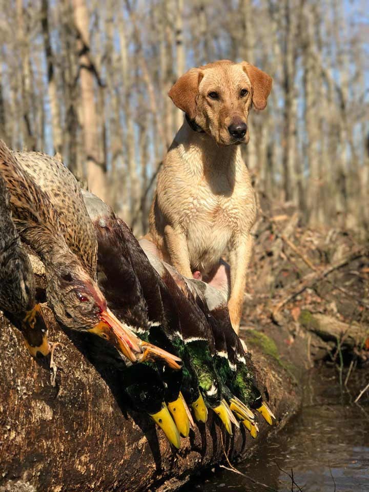 Hunting mallards in Arkansas flooded timber is on the bucket lists of many American waterfowlers.