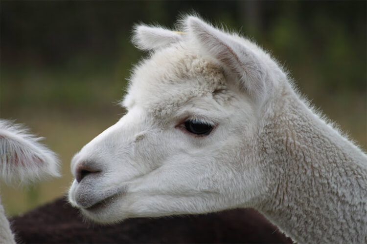 Awww….how can you resist visiting an alpaca farm and petting this cute face?