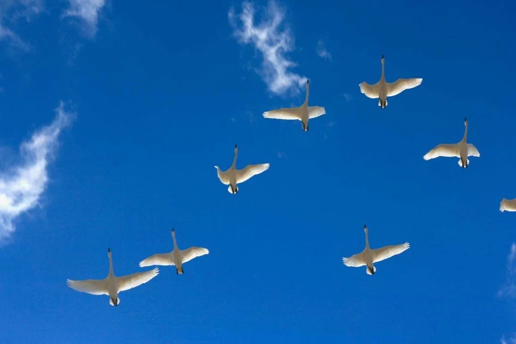 A flock of tundra swans flying overhead.